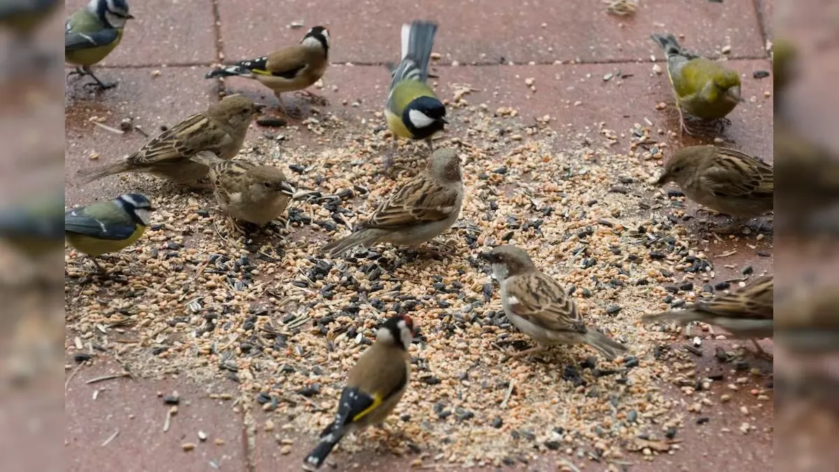 Bird Feeding Seva