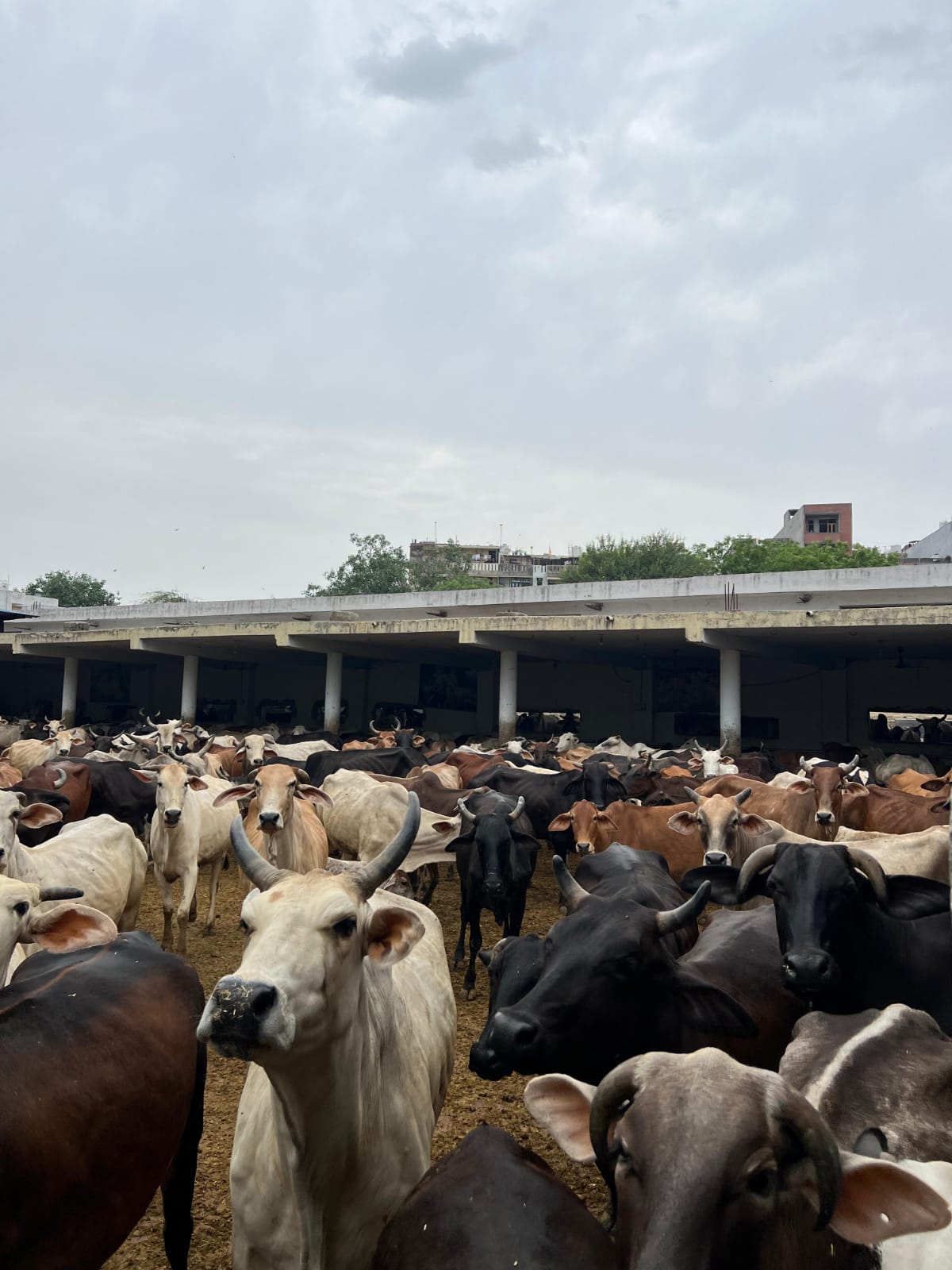 Gau Seva Photo 4